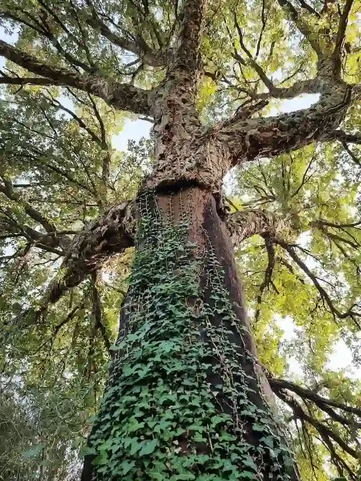 Section image