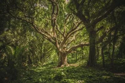 Become Gaia, startover.xyz, Possibility Management Become Gaia, startover.xyz, Possibility Management