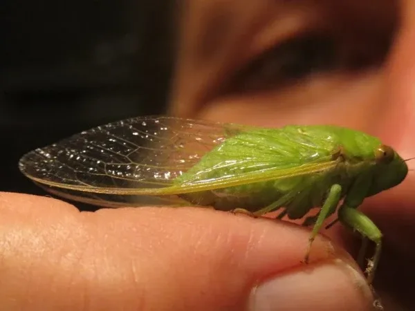 A tiny green insect with transparent wings on the fingertip of a person; Become Present A tiny green insect with transparent wings on the fingertip of a person; Become Present