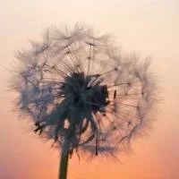 A fluffy dandelion in the sunset A fluffy dandelion in the sunset