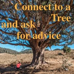 ask a Tree for its advice ask a Tree for its advice
